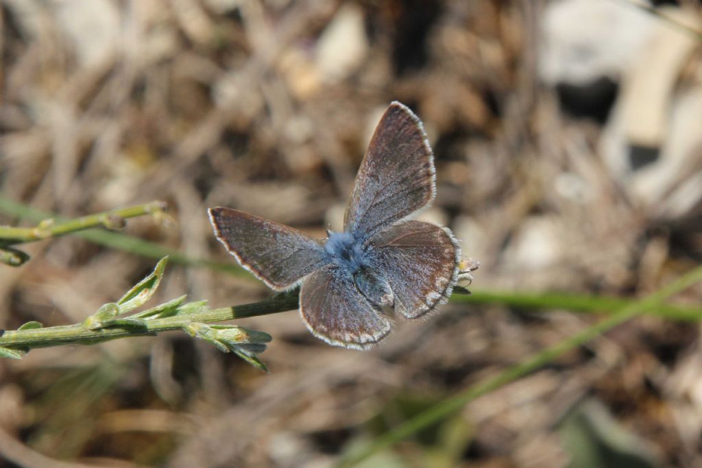 Glaucopsyche melanops